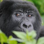 Bwindi Mountain Gorilla trekking