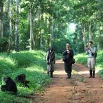 Budongo Chimpanzees