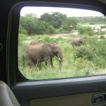 Self Drive Safari