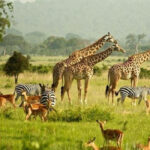 Uganda Safari