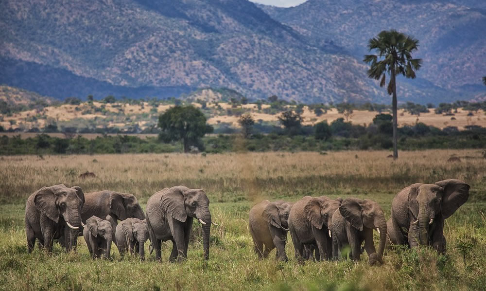 kidepo valley national park