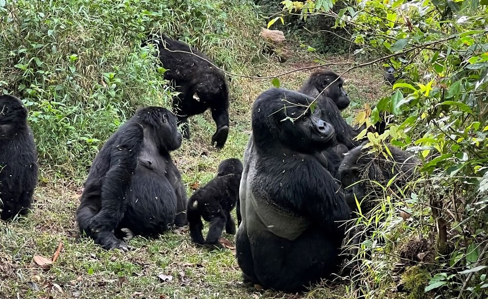 bwindi gorilla trekking