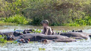 murchison falls