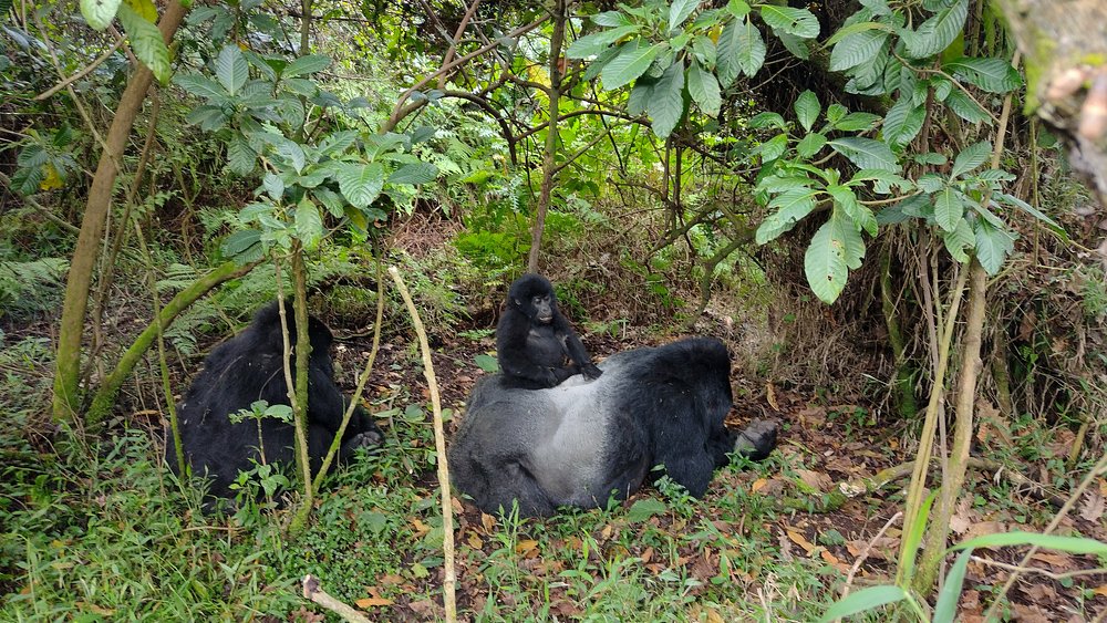 gorilla trekking mgahinga np