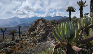 mountain elgon NP