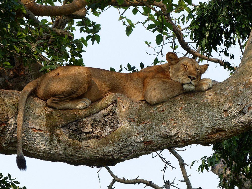 ishasha tree climbing lion
