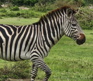 lake mburo national park