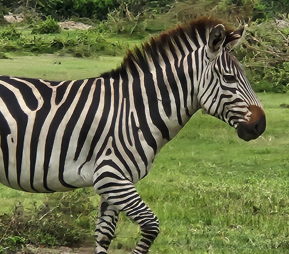 lake mburo national park